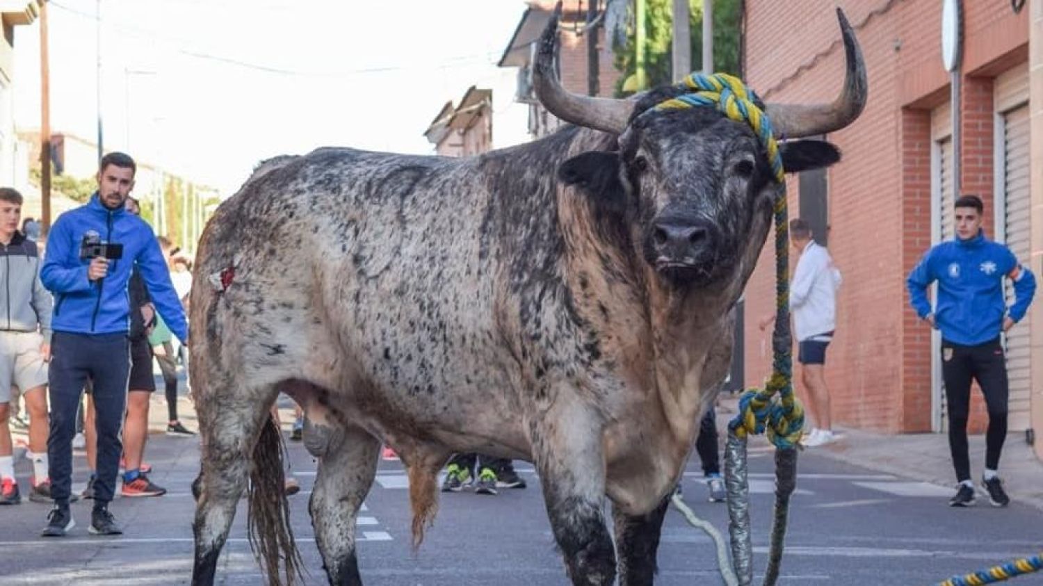 Toro enmaromado de Yuncos.