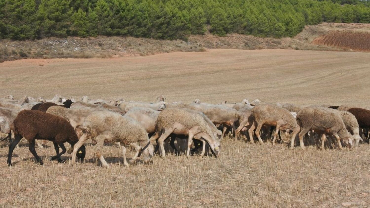 Ganadería en Castilla-La Mancha.