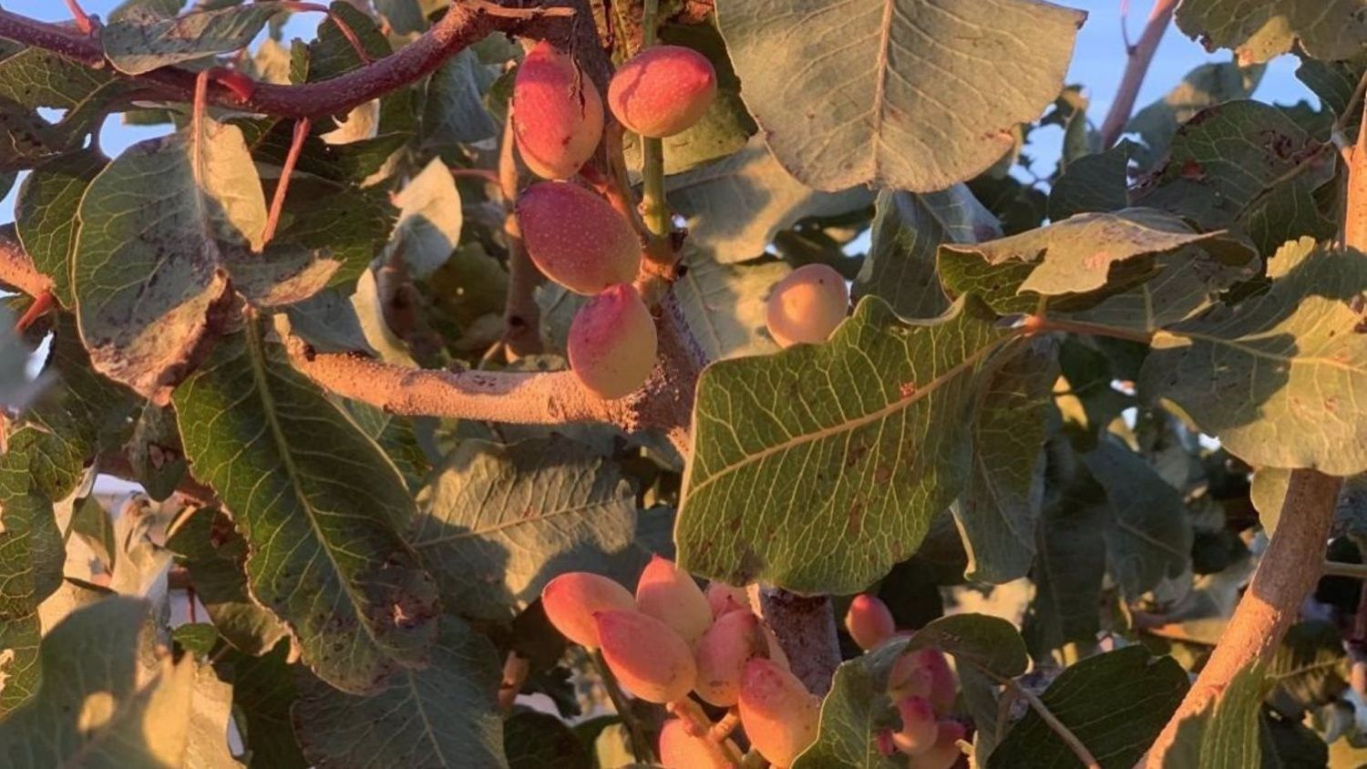 Pistacho en Castilla–La Mancha.