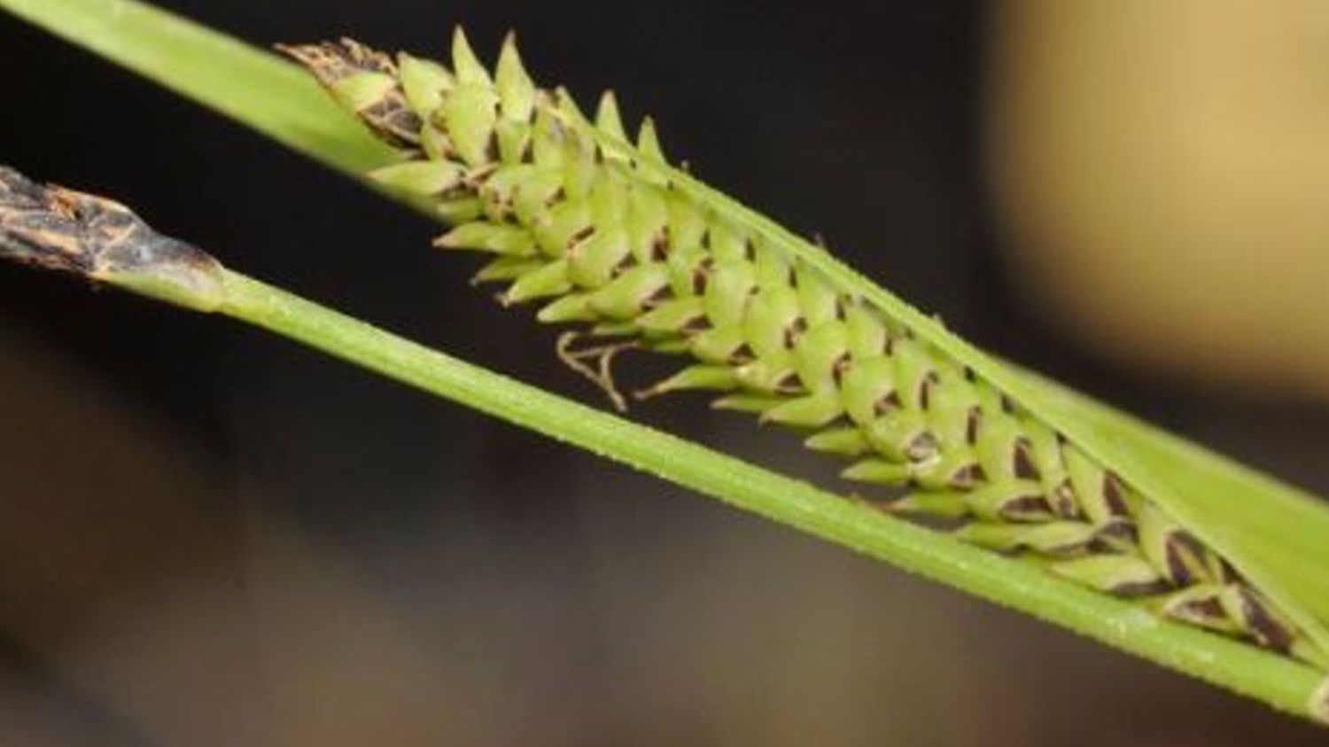 Partes reproductivas (inflorescencias conocidas como espigas) de la especie recién descrita Carex quixotiana.