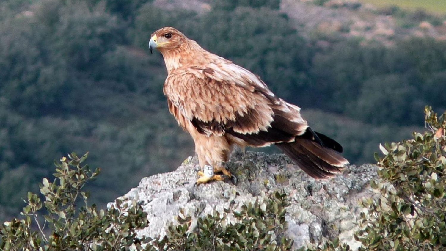 Águila imperial.