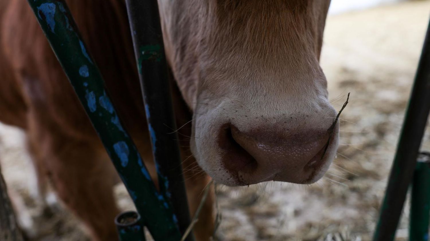 Una vaca en las instalaciones de ganado del Instituto Madrileño de Investigación y Desarrollo Rural, Agrario y Alimentario (IMIDRA).